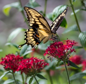Giant Swallowtail Butterfly 